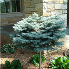 Plant Photo 4