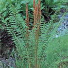 Plant Photo 8