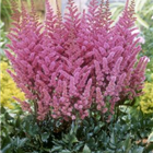 Plant Photo 7