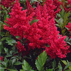 Plant Photo 3