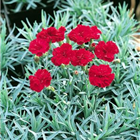 Plant Photo 4