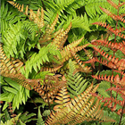 Plant Photo 1