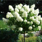 Plant Photo 8
