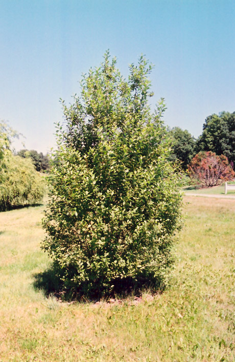 Click To View Full Size Photo Of French Pussy Willow Salix Caprea At