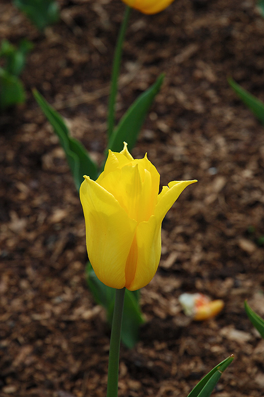 Yokohama Tulip (Tulipa 'Yokohama') at Shelmerdine Garden Center