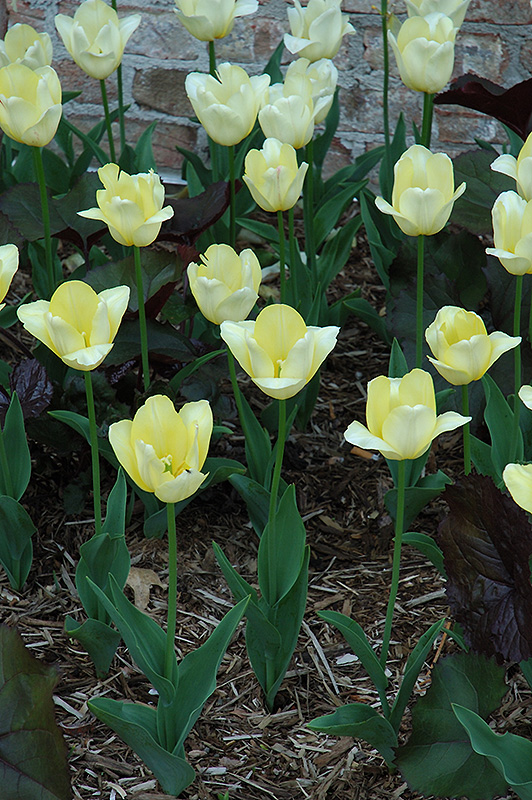 Yellow Present Tulip (Tulipa 'Yellow Present') at Shelmerdine Garden Center