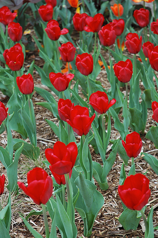Red Present Tulip (Tulipa 'Red Present') at Shelmerdine Garden Center