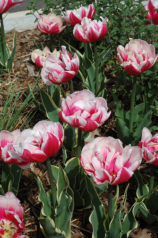 Top Lips Tulip (Tulipa 'Top Lips') at Shelmerdine Garden Center