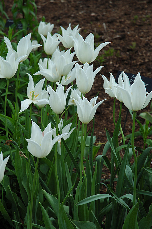 White Triumphator Tulip (Tulipa 'White Triumphator') at Shelmerdine Garden Center