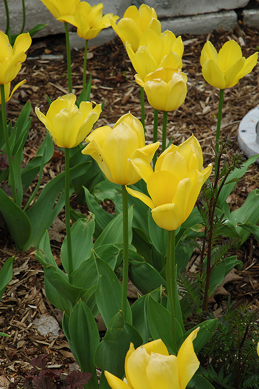 Yellow Purissima Tulip (Tulipa 'Yellow Purissima') at Shelmerdine Garden Center
