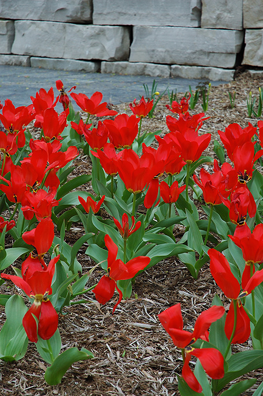 Red Emperor Tulip (Tulipa fosteriana 'Red Emperor') at Shelmerdine Garden Center