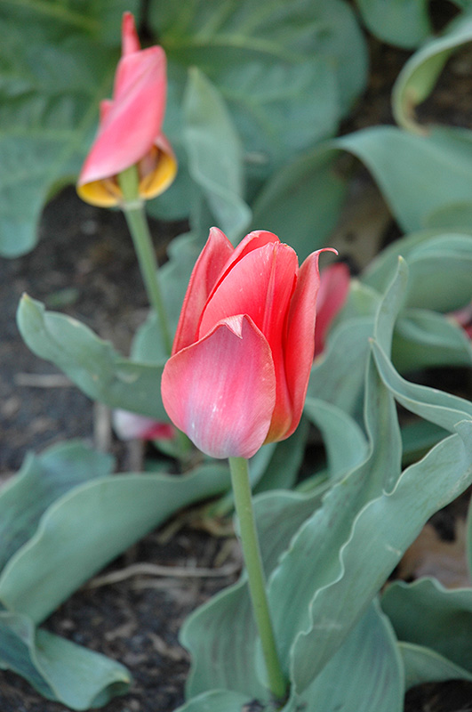Toronto Tulip (Tulipa 'Toronto') at Shelmerdine Garden Center