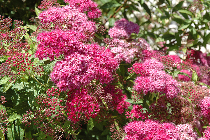 Dart's Red Spirea (Spiraea x bumalda 'Dart's Red') in Winnipeg ...