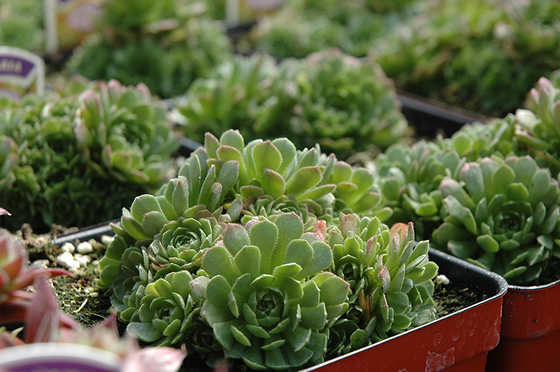 Rosularia (Rosularia platyphylla) in Winnipeg Headingley Oak Bluff ...