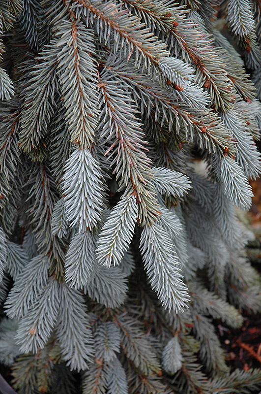 The Blues Colorado Blue Spruce (Picea pungens 'The Blues') in Winnipeg ...