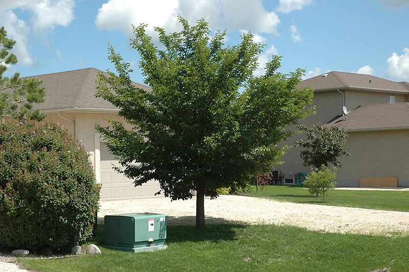 Discovery Elm (Ulmus davidiana 'Discovery') in Winnipeg Headingley Oak ...