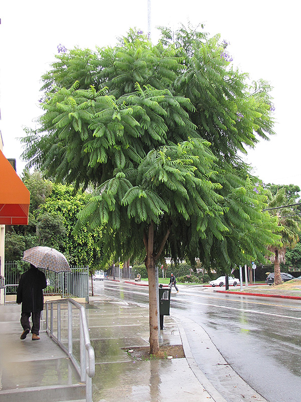 Brazilian Rosewood (Jacaranda mimosifolia) at Shelmerdine Garden Center