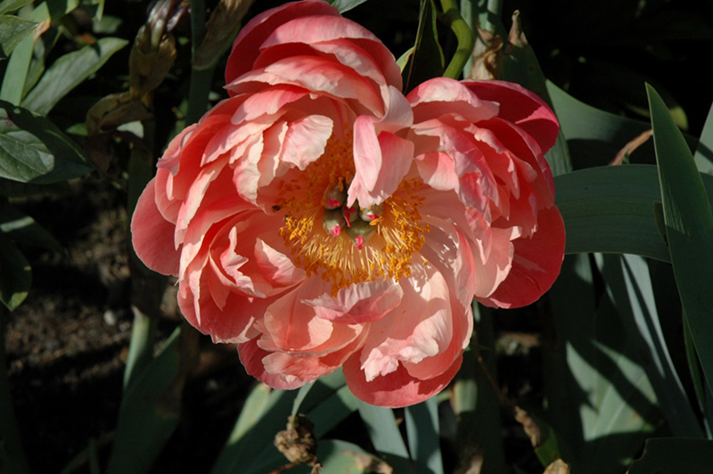 Coral Charm Peony (Paeonia 'Coral Charm') in Winnipeg Headingley Oak Bluff  Manitoba MB at Shelmerdine Garden Center