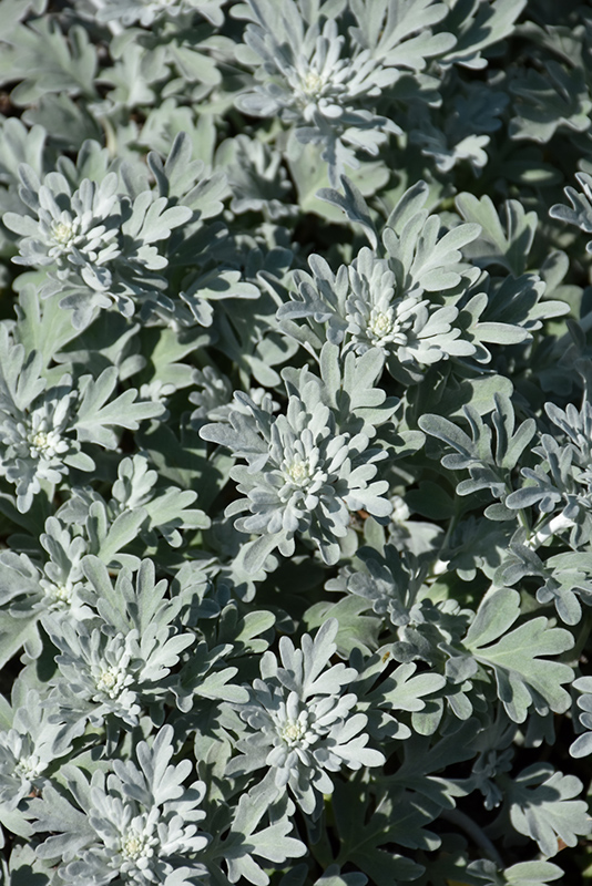 Silver Brocade Artemesia (Artemisia stelleriana 'Silver Brocade') at Shelmerdine Garden Center