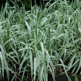 Plant Photo 8
