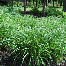Plant Photo 3