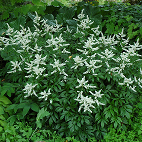 Bridal Veil Astilbe Astilbe X Arendsii Bridal Veil In Winnipeg Headingley Oak Bluff Manitoba Mb At Shelmerdine Garden Center