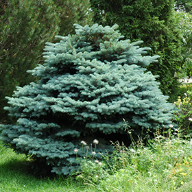 Crystal Blue Spruce (Picea pungens 'Crystal Blue') in Winnipeg Headingley  Oak Bluff Manitoba MB at Shelmerdine Garden Center