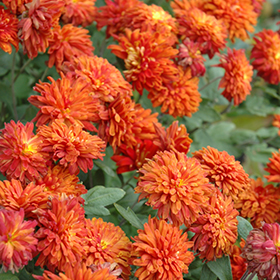 Plant Photo 2