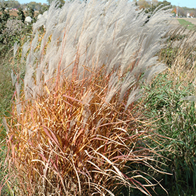 Plant Photo 1