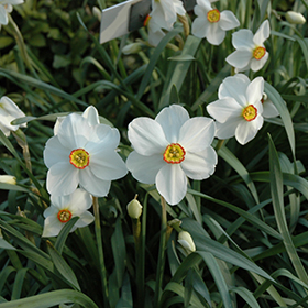 The Poet's Daffodil Actaea, Narcissus