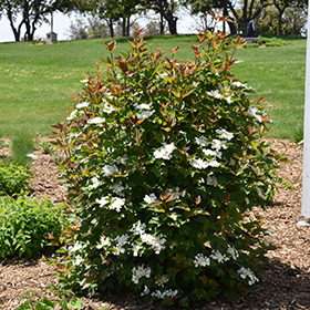Plant Photo 1