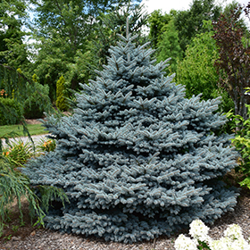Crystal Blue Spruce (Picea pungens 'Crystal Blue') in Winnipeg Headingley  Oak Bluff Manitoba MB at Shelmerdine Garden Center