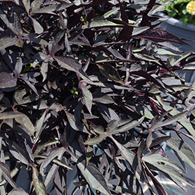 Plant Photo 9