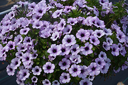 Wave Misty Lilac Petunia (Petunia 'Wave Misty Lilac') in Winnipeg  Headingley Oak Bluff Manitoba MB at Shelmerdine Garden Center